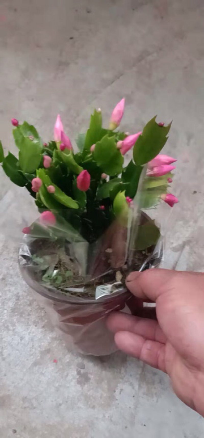 蟹爪兰蟹爪连