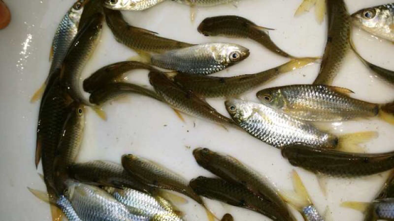 鱼苗。成鱼🐟