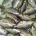 鱼苗。成鱼🐟
