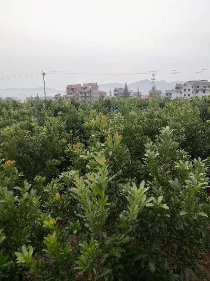 3公分东魁杨梅