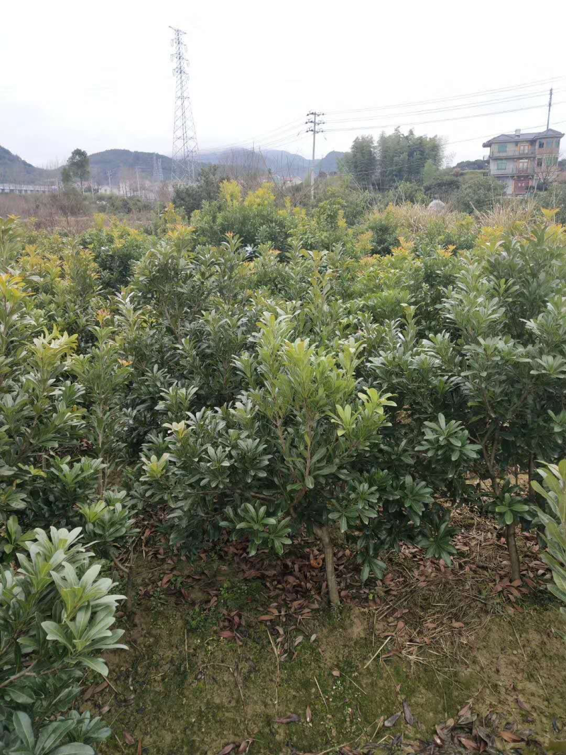 3公分东魁杨梅
