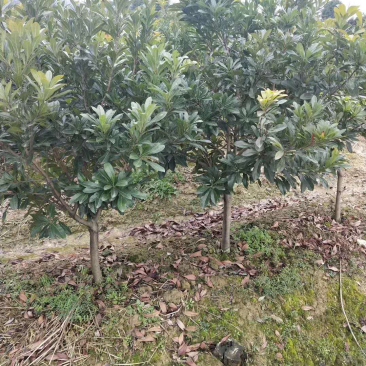 3公分东魁杨梅