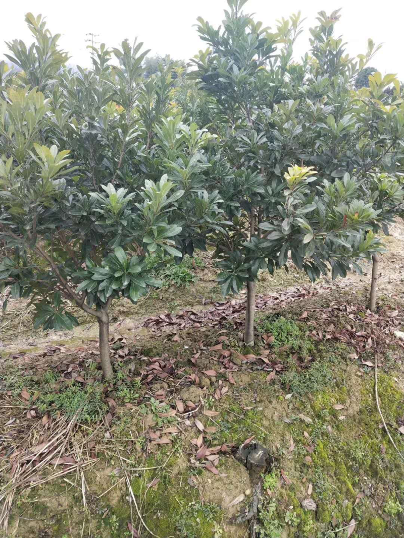 3公分东魁杨梅