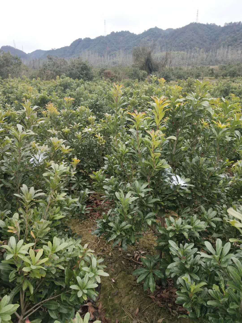 3公分东魁杨梅