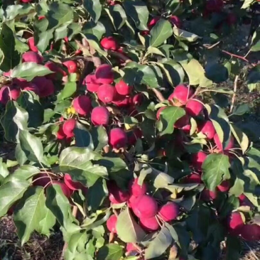 鸡心果树苗，口感甜脆，甘甜可口，特别高产，