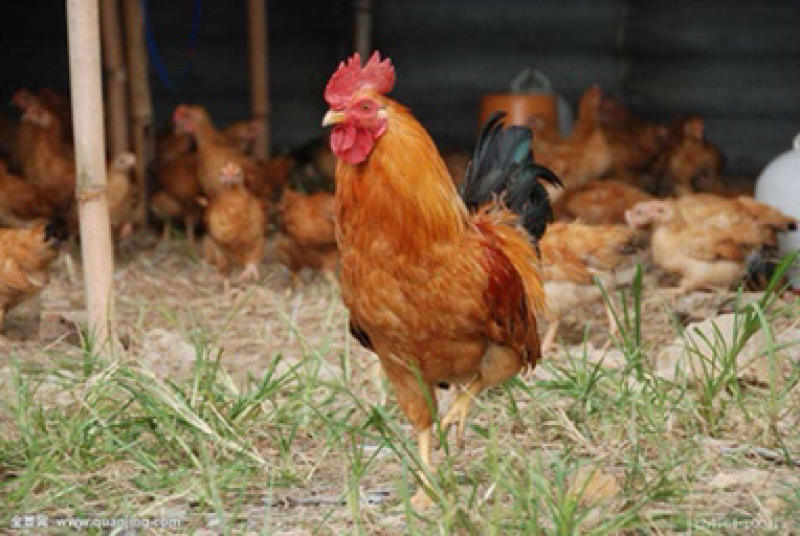 土鸡，跑步鸡🐔，散养