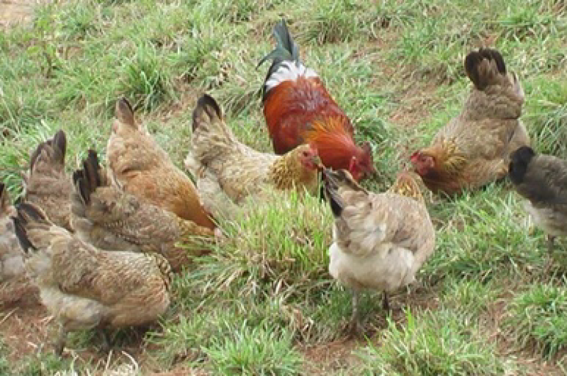 土鸡，跑步鸡🐔，散养