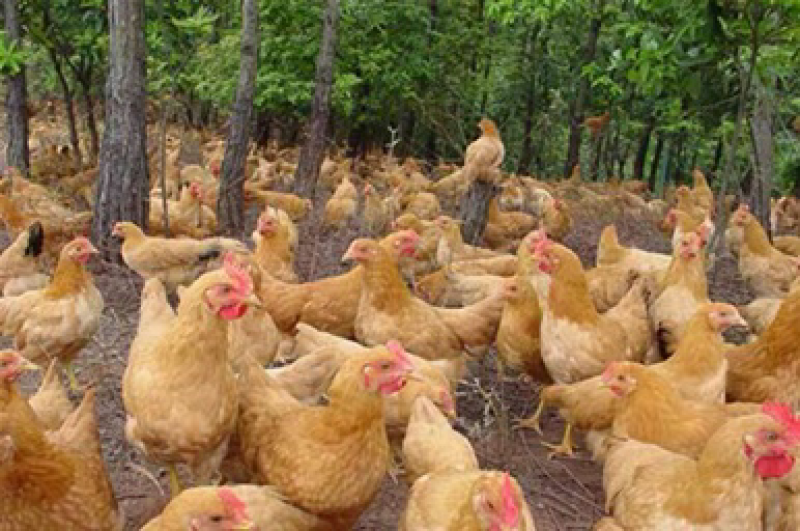 土鸡，跑步鸡🐔，散养