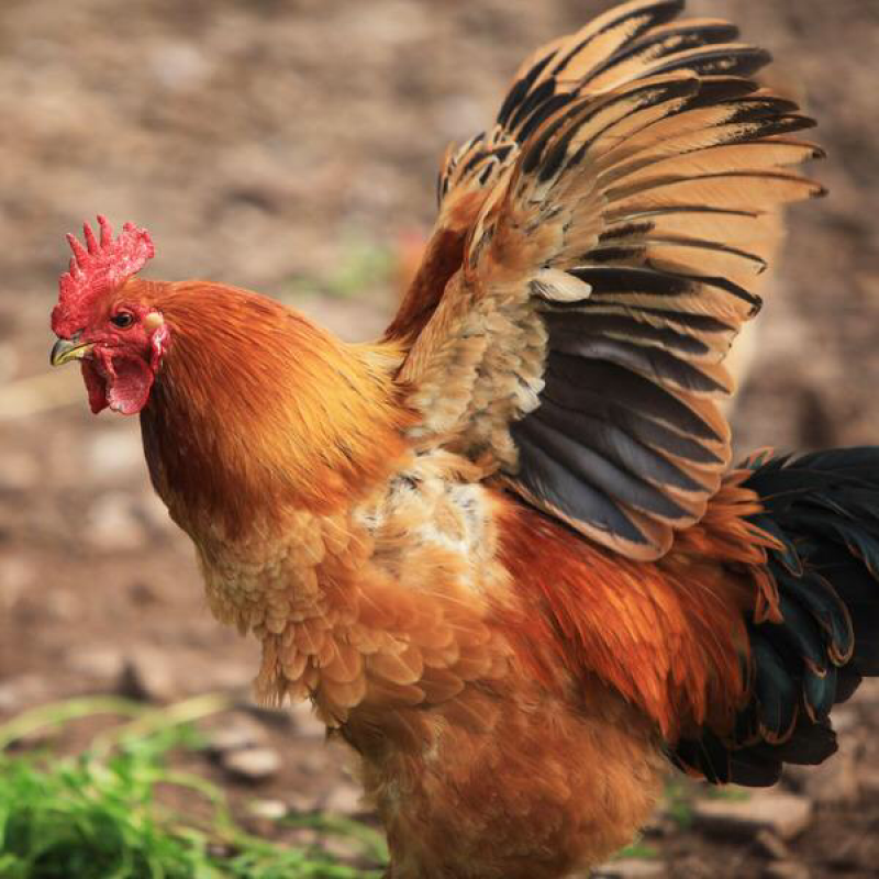 土鸡，跑步鸡🐔，散养