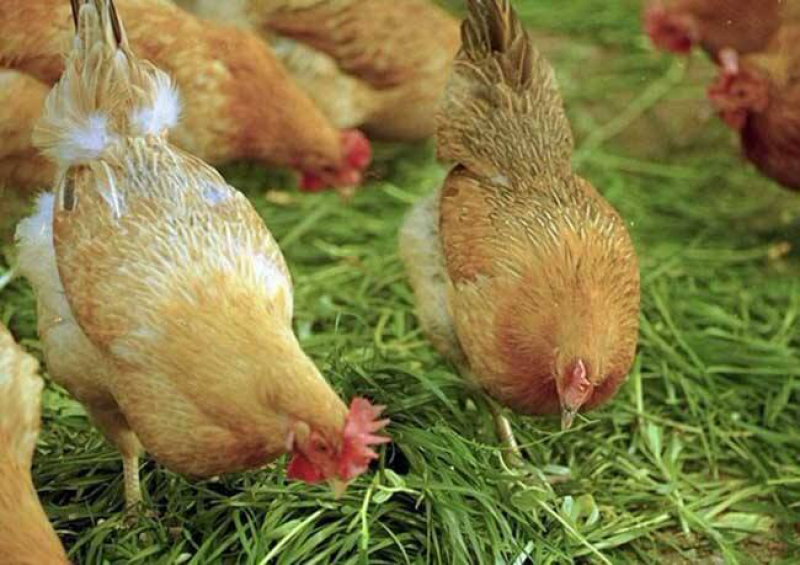 土鸡，跑步鸡🐔，散养