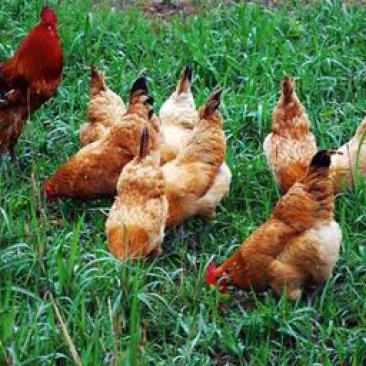 土鸡，跑步鸡🐔，散养