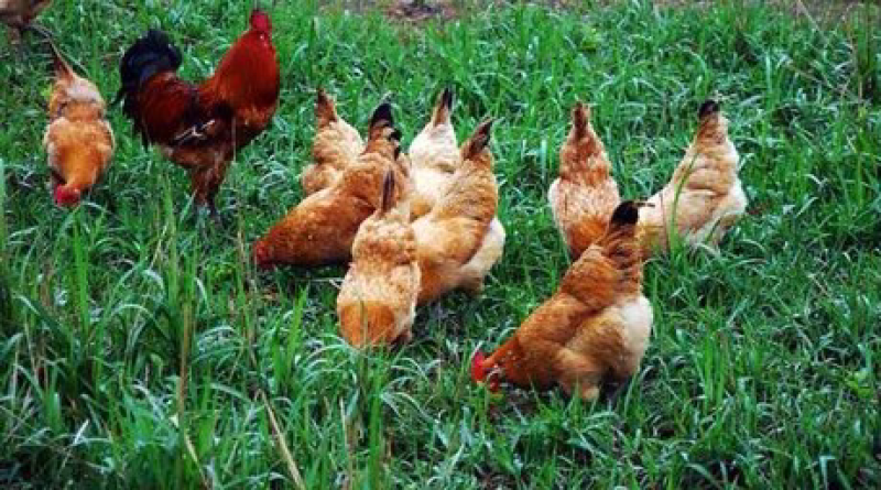 土鸡，跑步鸡🐔，散养