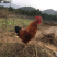 土鸡，跑步鸡🐔，散养