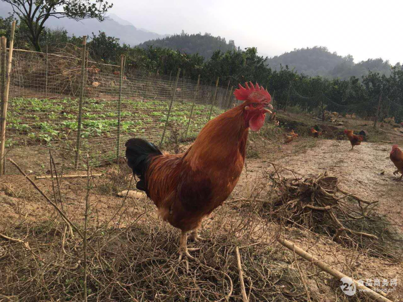 土鸡，跑步鸡🐔，散养