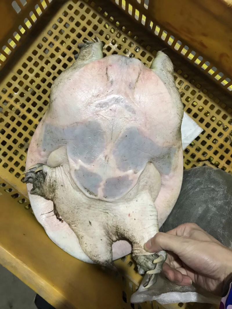 4斤中秋送礼佳品，5-8年老鳖.甲鱼.水鱼.王八、团鱼，