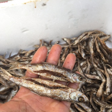 油炸蓝刀鱼