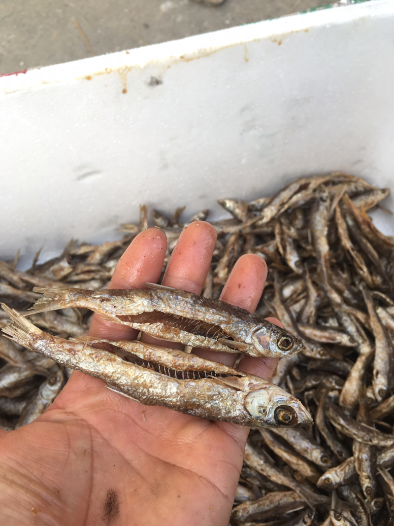 油炸蓝刀鱼