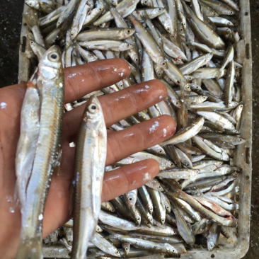 冰鲜蓝刀鱼