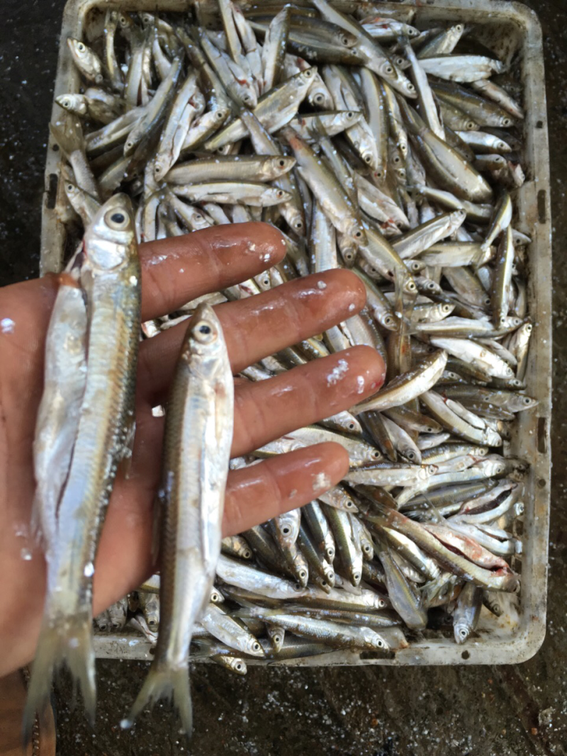 冰鲜蓝刀鱼