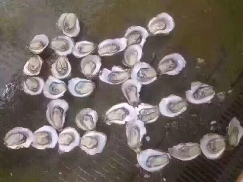 汫洲大生蚝
