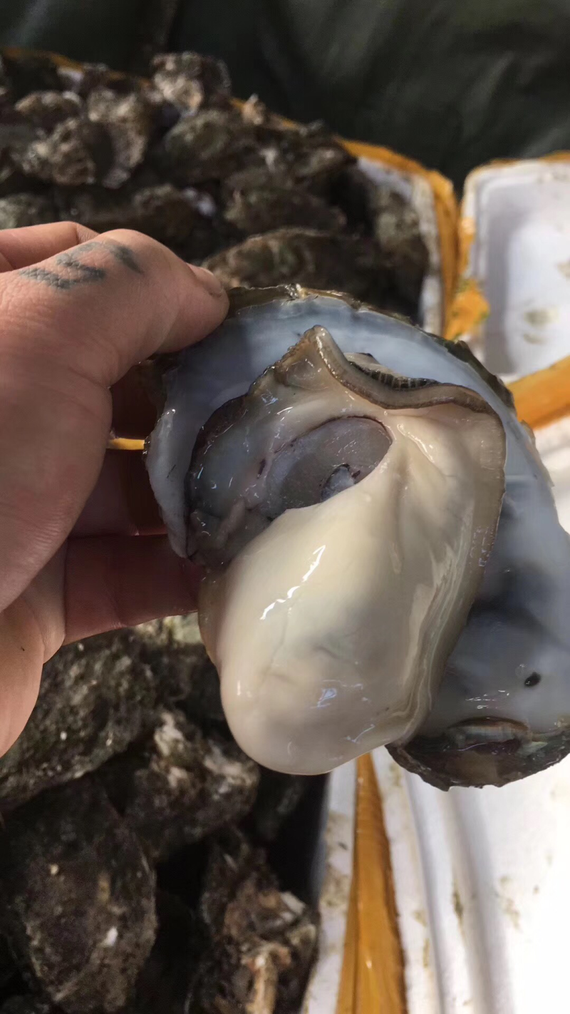 汫洲大生蚝
