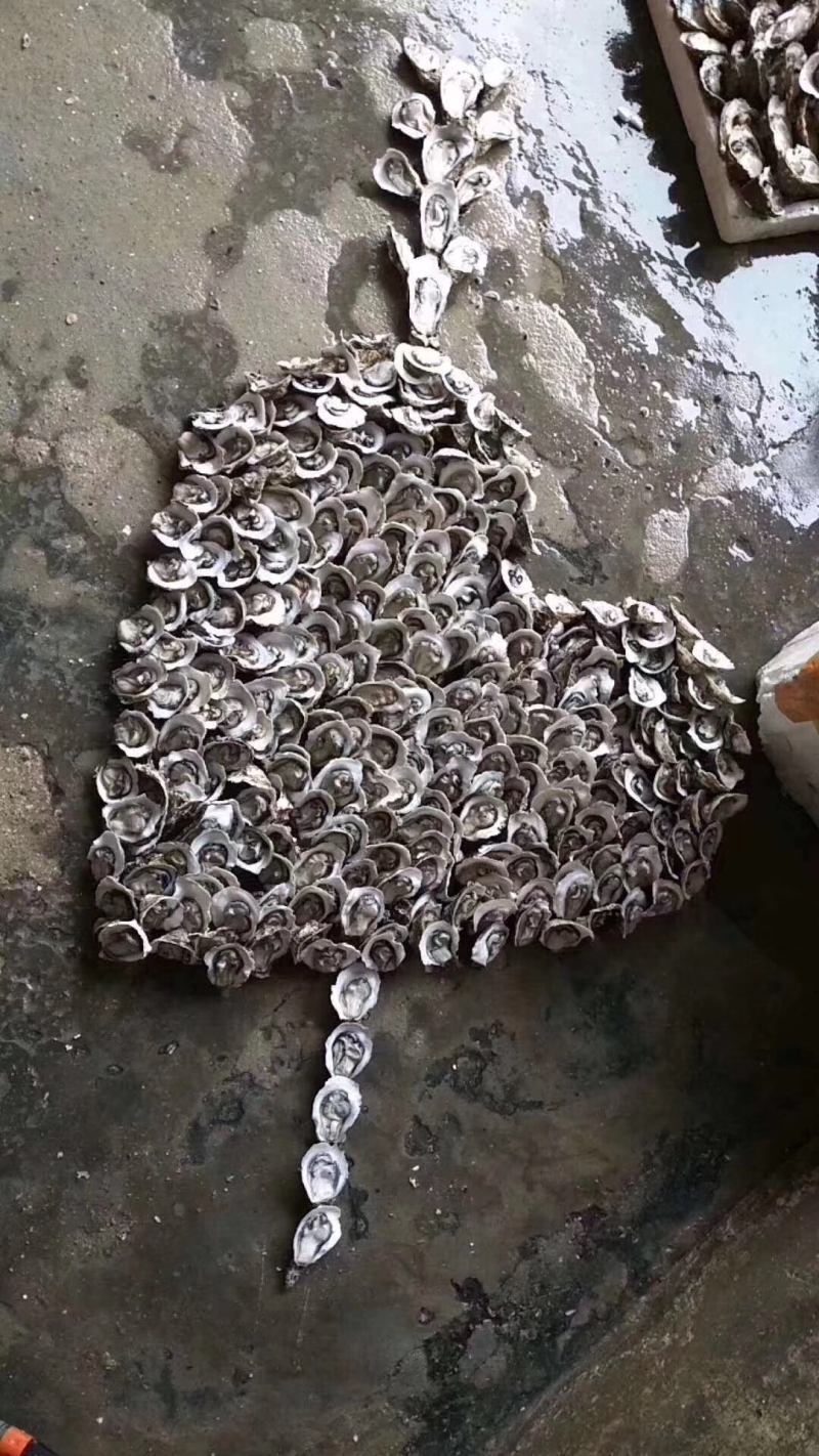 汫洲大生蚝