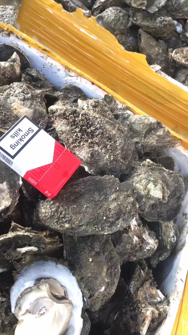 汫洲大生蚝