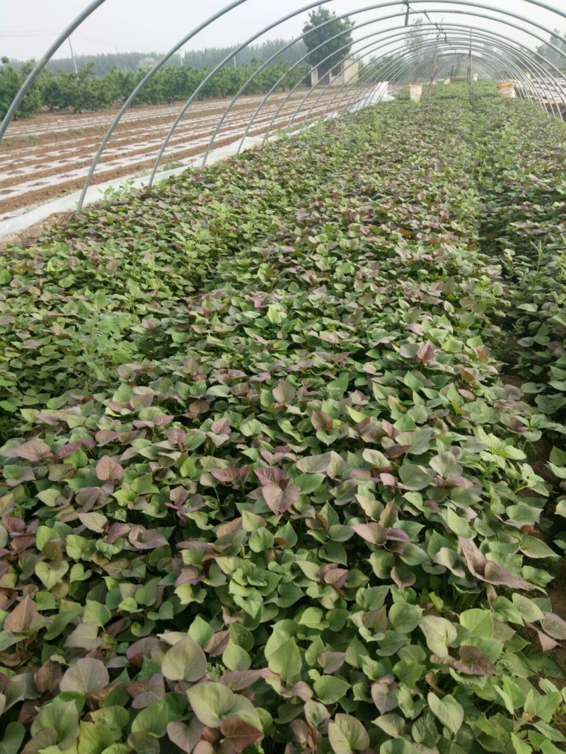 龙薯九脱毒高产原种苗红薯苗，龙薯9号地瓜苗，蜜薯