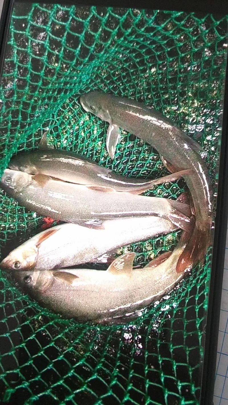 雅鱼，中华鲟，加州鲈鱼鱼苗，大量上市，欢迎联系