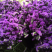云南十八怪鲜花💐论斤卖勿忘我满天星情人草
