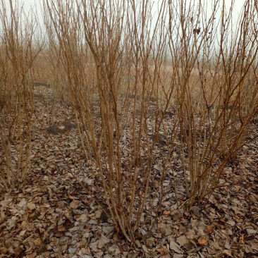 丛生紫荆产地批发紫荆树苗批发价格