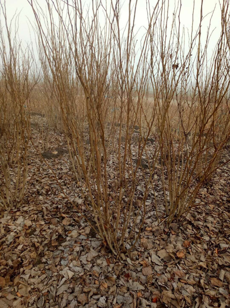 丛生紫荆产地批发紫荆树苗批发价格