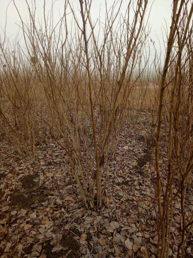 丛生紫荆产地批发紫荆树苗批发价格
