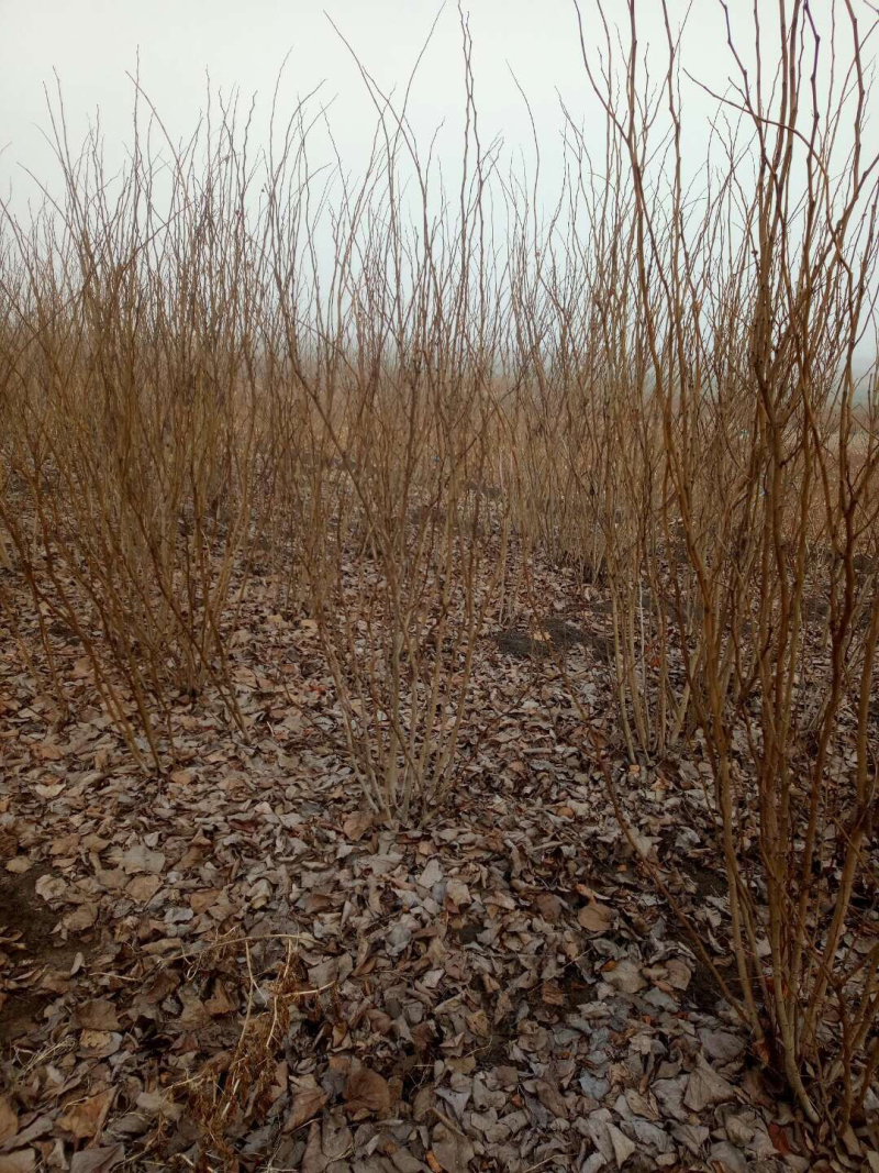 丛生紫荆产地批发紫荆树苗批发价格