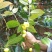 金花茶树苗防普金花茶苗凹脉一年开花保正品假一罚百