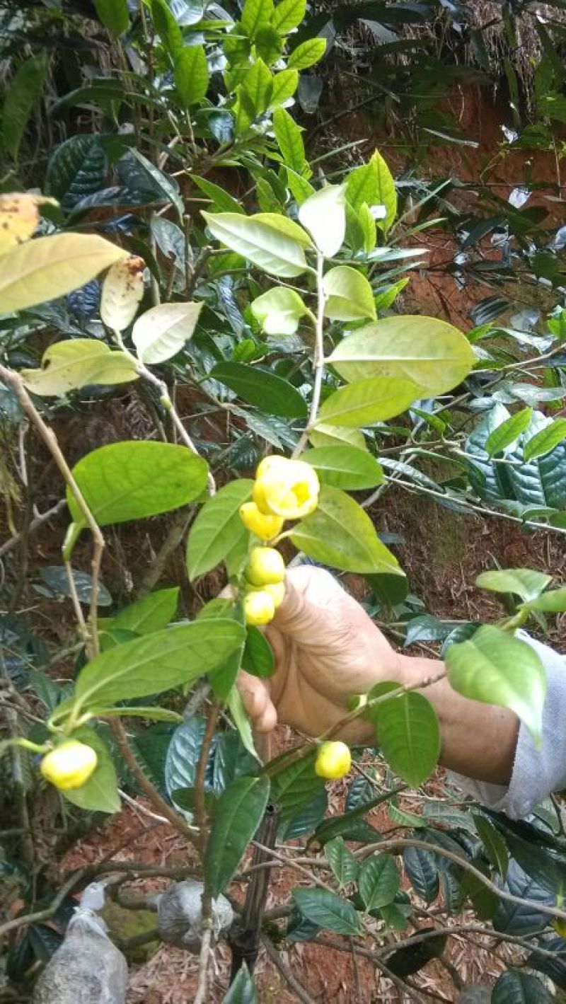 金花茶树苗防普金花茶苗凹脉一年开花保正品假一罚百