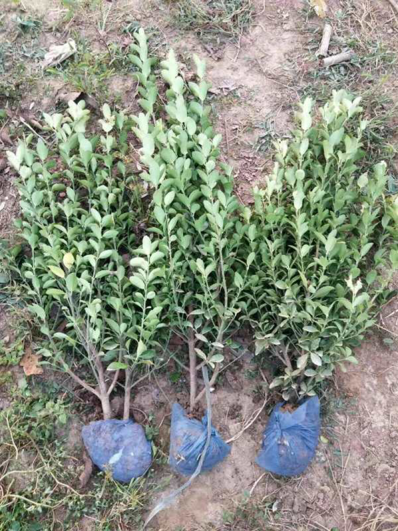 大叶黄杨
