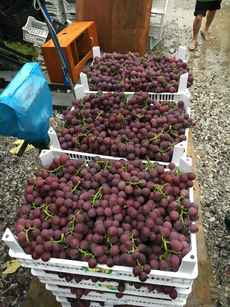 水果筐周转筐葡萄筐桃子筐农用筐橘子筐欢迎来电咨询