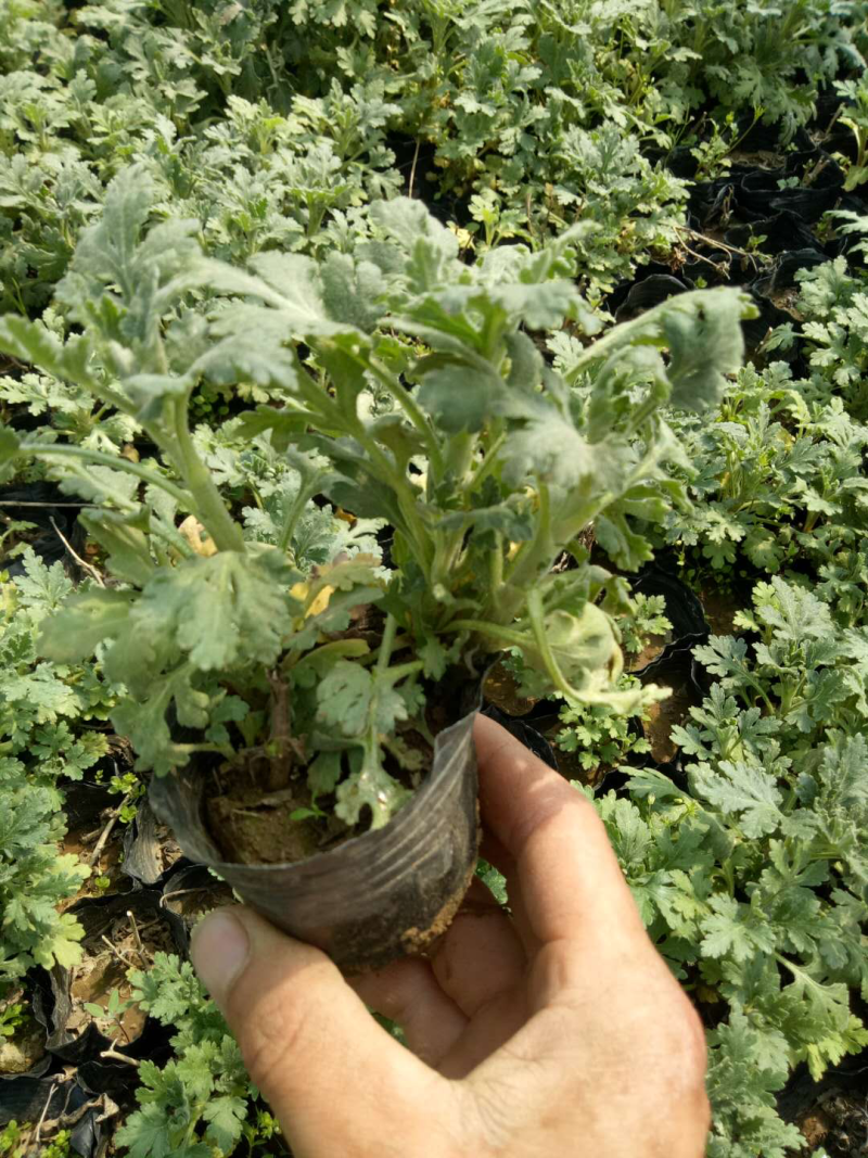 地被菊基地直供质优价廉欢迎实地考察