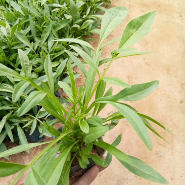 金鸡菊天人菊松果菊黑心菊蛇鞭菊
