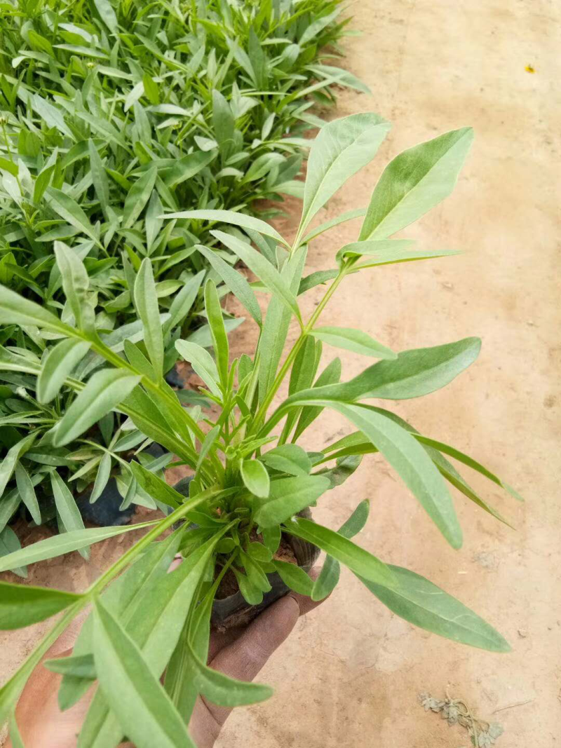 金鸡菊天人菊松果菊黑心菊蛇鞭菊