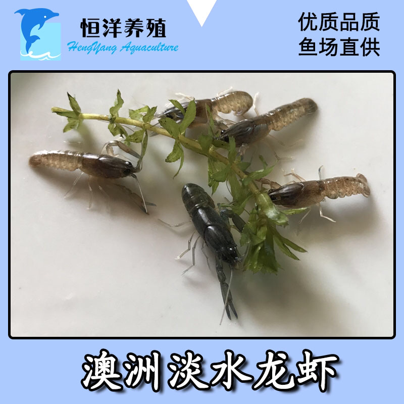 澳洲淡水小龙虾苗2澳洲淡水小青龙