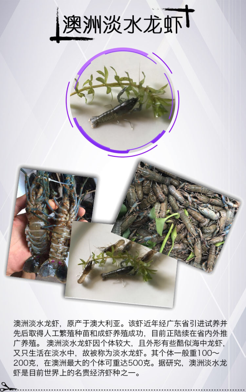 澳洲淡水小龙虾苗2澳洲淡水小青龙