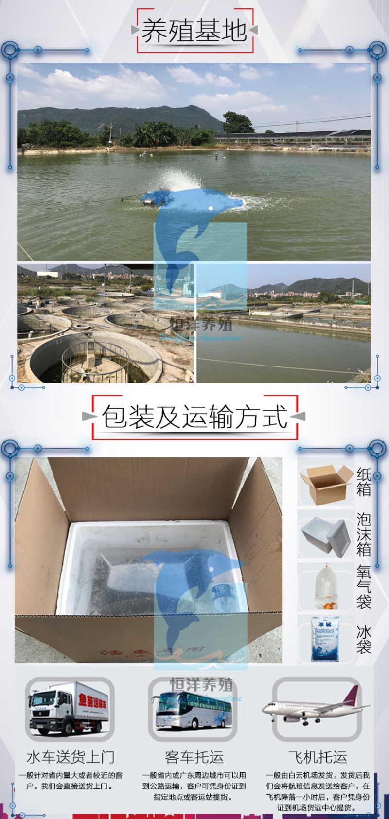 澳洲淡水小龙虾苗2澳洲淡水小青龙