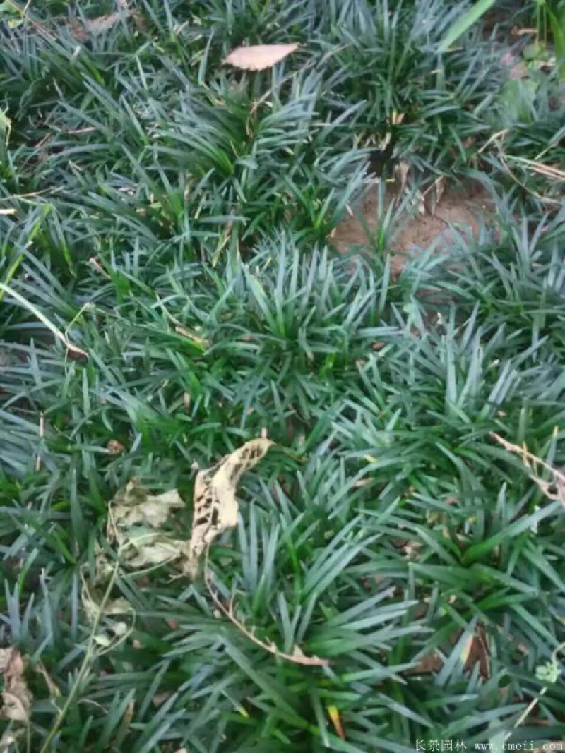 供应自家优质绿化面积（上盆女贞，地在冬青，金边黄杨