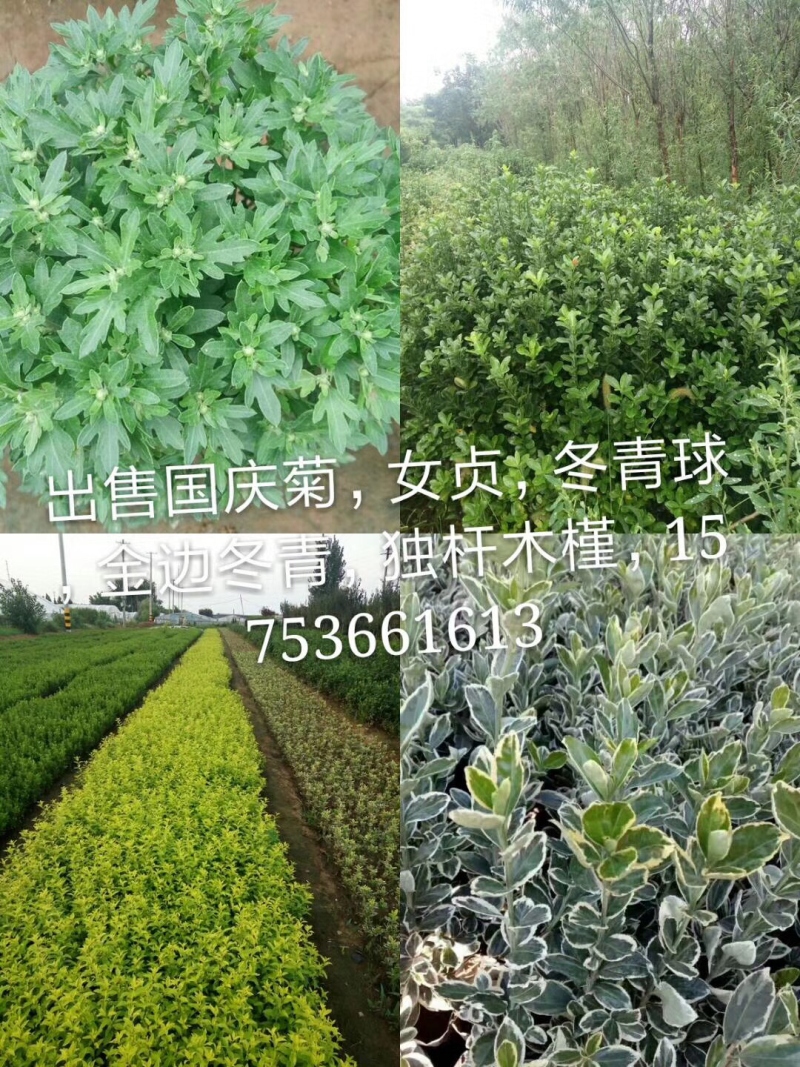 供应自家优质绿化面积（上盆女贞，地在冬青，金边黄杨