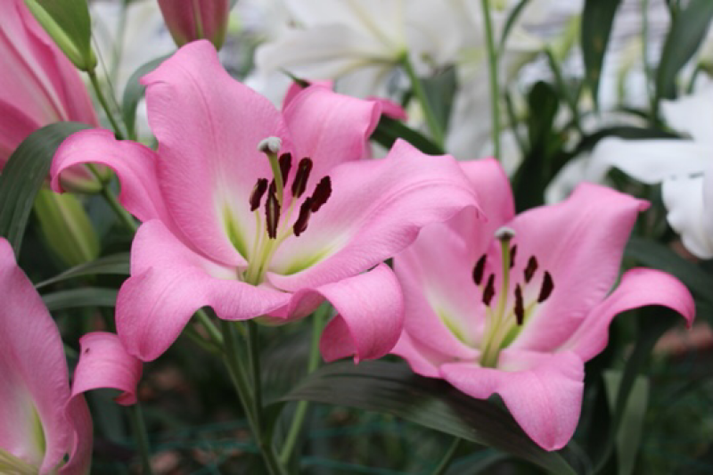 百合花庭园、花海种球观赏鲜切花种球批量包邮