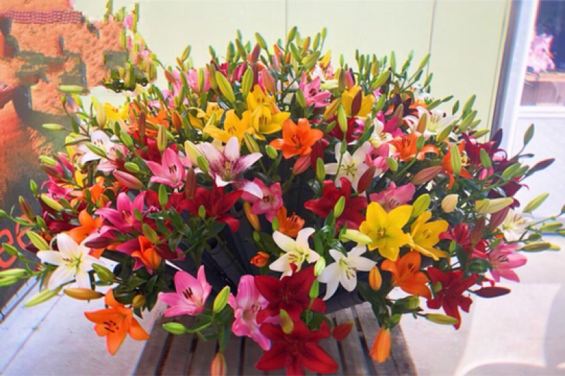 百合花庭园、花海种球观赏鲜切花种球批量包邮
