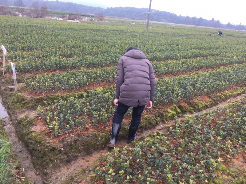 一年油茶树苗便宜卖了