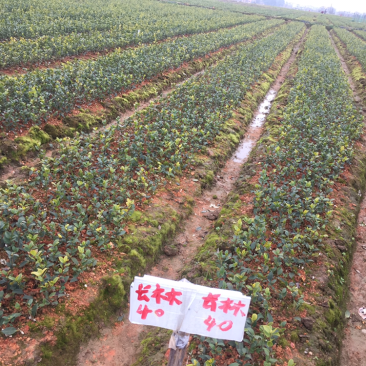 一年油茶树苗便宜卖了